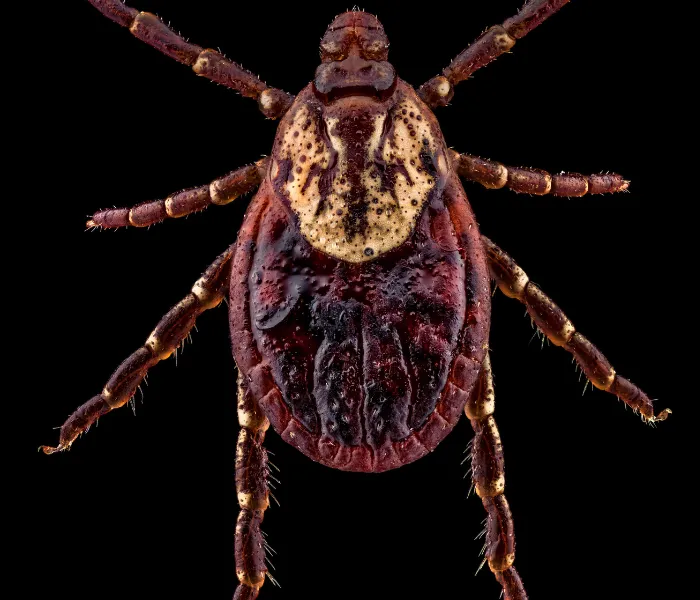 Lyme disease illustration